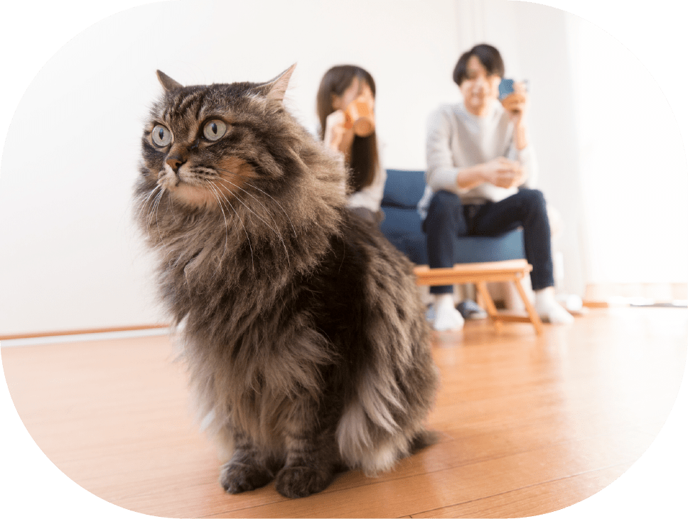猫