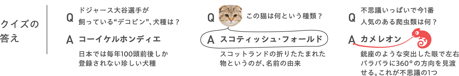 クイズの答え